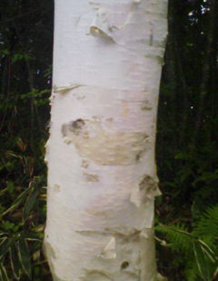 sirakaba.jpg